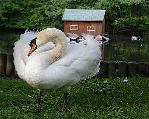 Schwan